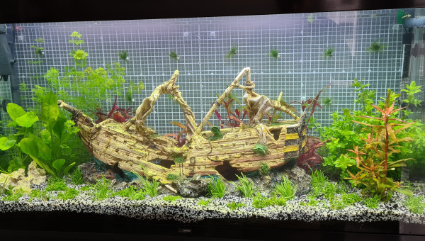 Test mousse de java en mur de fond