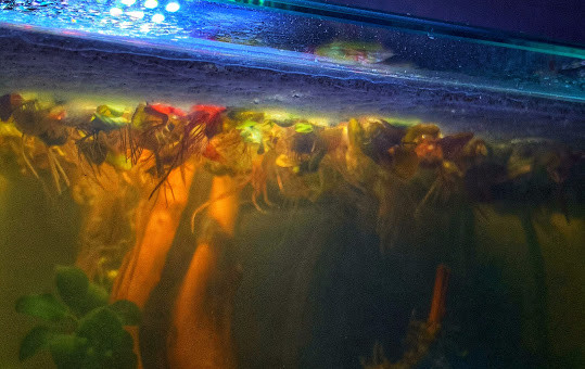 Jour 5 : le Biofilm est là !