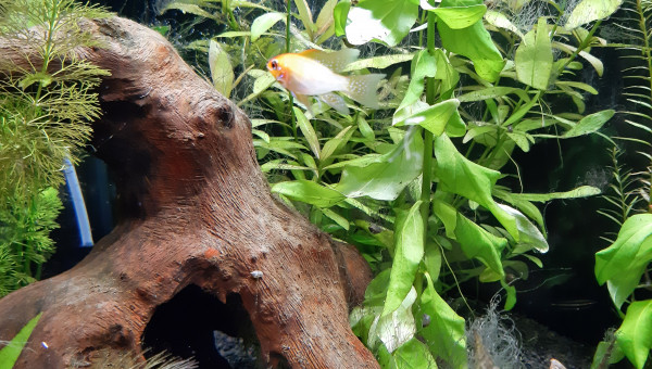 Aquarium de salon : derniers arrivés