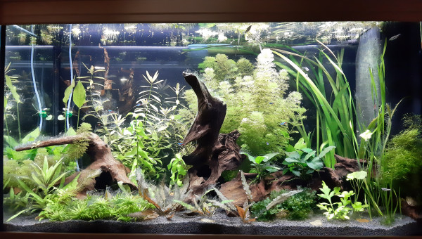 Aquarium de salon : derniers arrivés