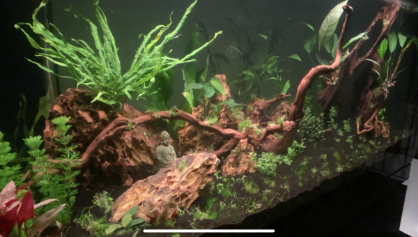 Coucher de soleil sur la jungle