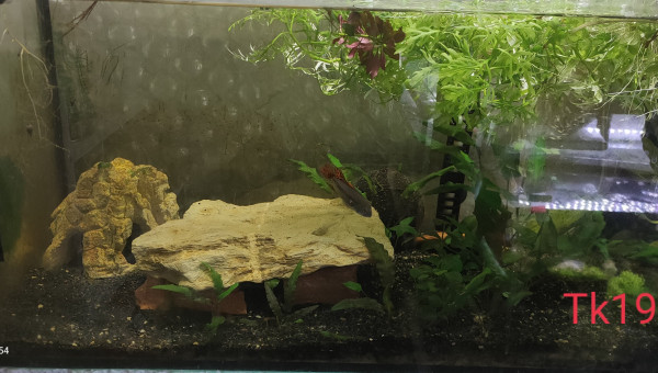 Tk19