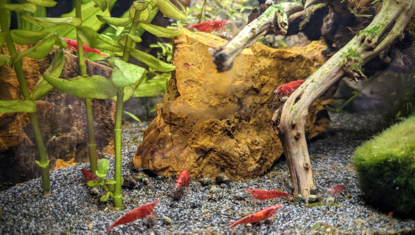 9 crevettes sur 10 !