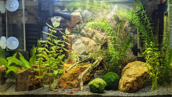 Vue globale de l'aquarium au 8 février 2021