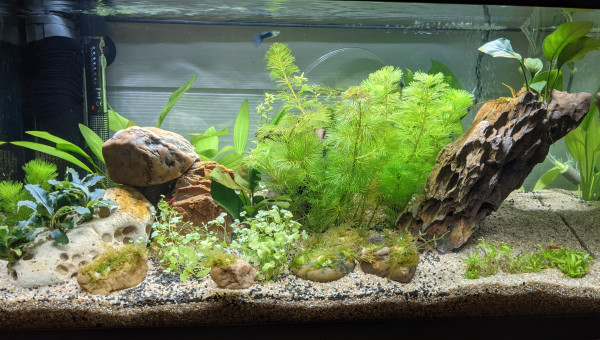 Implantation + 1 mois