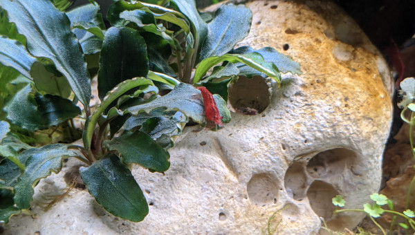 Crustacé neocaridina davidi var. red cherry