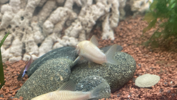 Les corydoras