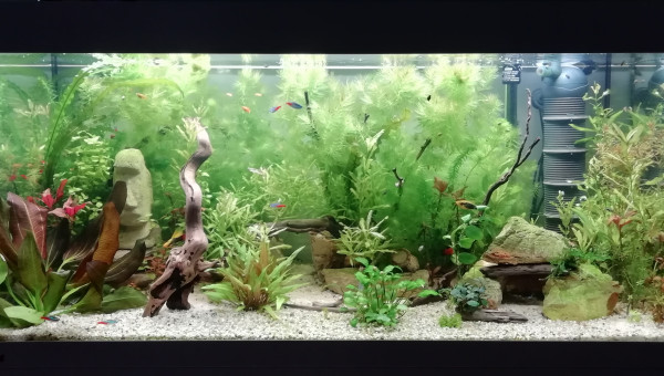 Bonjour La forêt !! ?