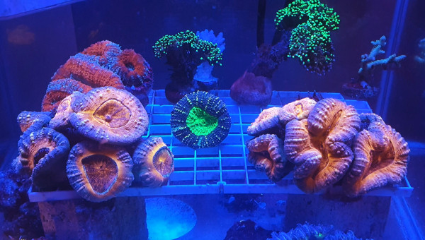 Lobophyllia garden