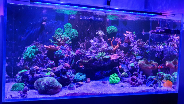 Petit récif du soir