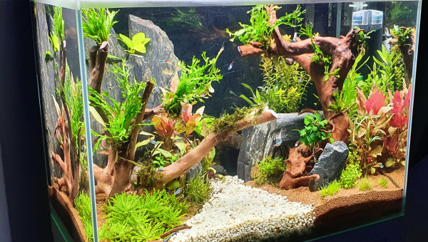 Évolution des plantations