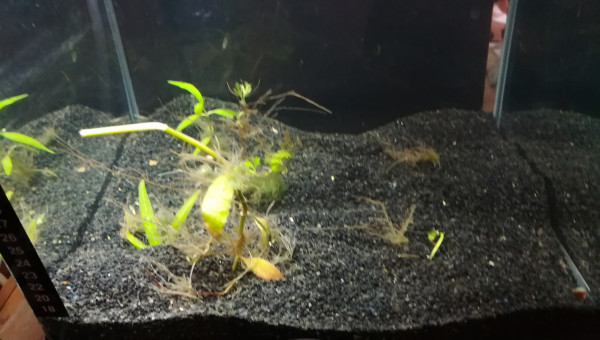 Démarage d'un bac de 40l de toute beautay