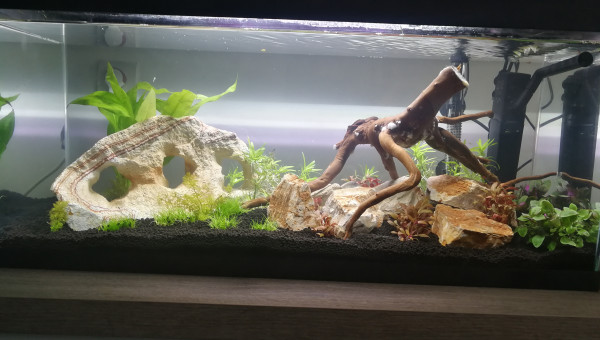 Mise en eau +1 semaine