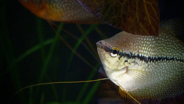 Gouramis Perlés