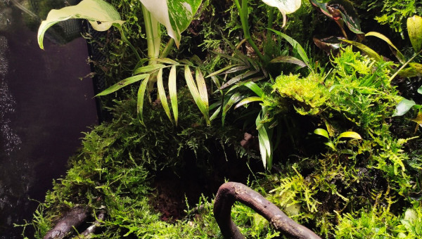 Photos de The Jungle