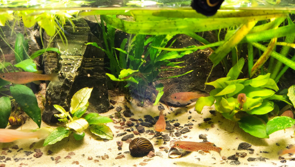 Photos de The Jungle