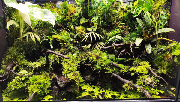 Photos de The Jungle