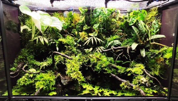 Photos de The Jungle