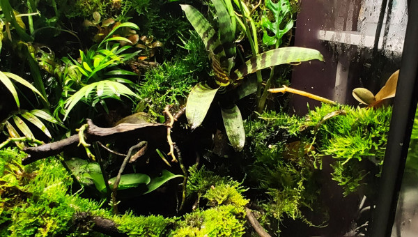 Photos de The Jungle