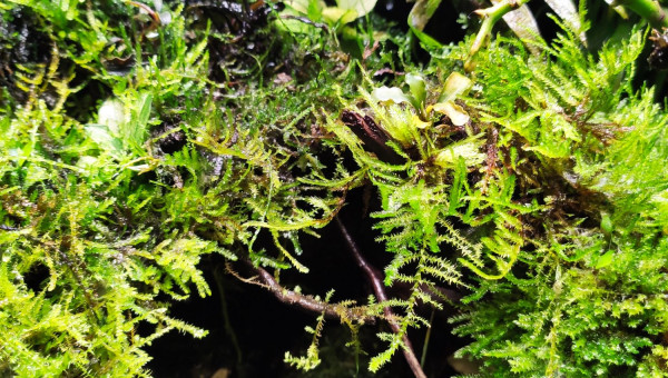 Photos de The Jungle