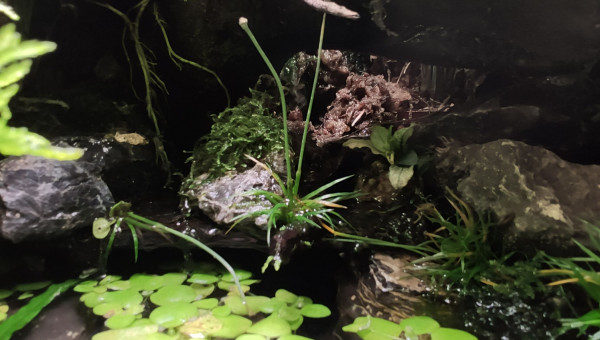 Photos de The Jungle