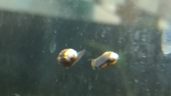 Escargot sans papier