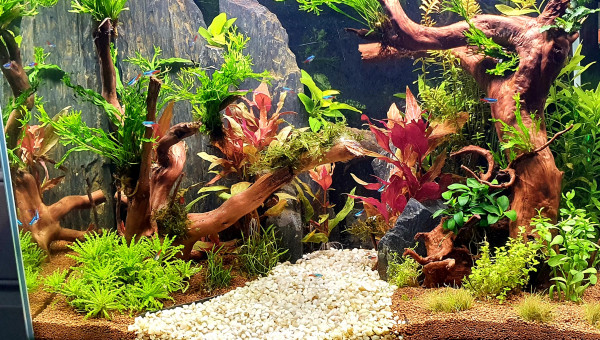 Petite évolution des plantes