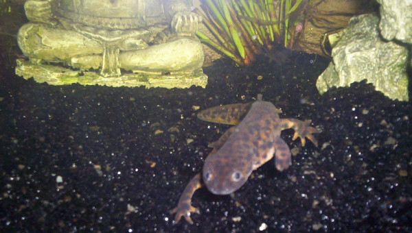 Beautés de la nature : Le pleurodèle de Waltl