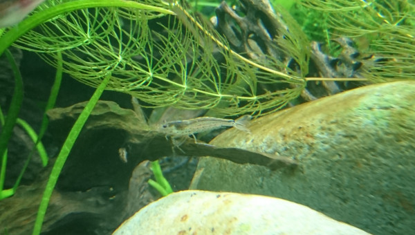 Arrivée caridina multidentata