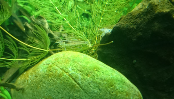 Arrivée caridina multidentata