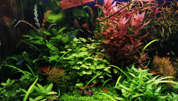 Avant une nouvelle taille...