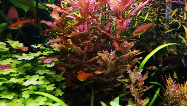 Avant une nouvelle taille...