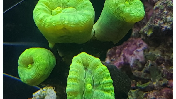 Dédoublement de Caulastrea