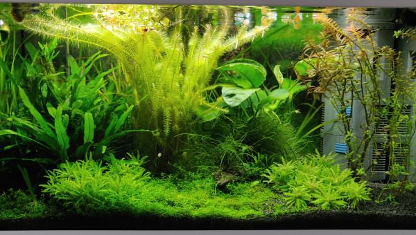 Jungle Ciano 60cm