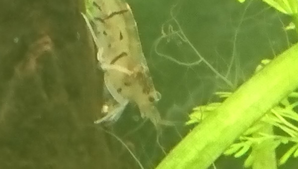 Caridina multidentata rayée