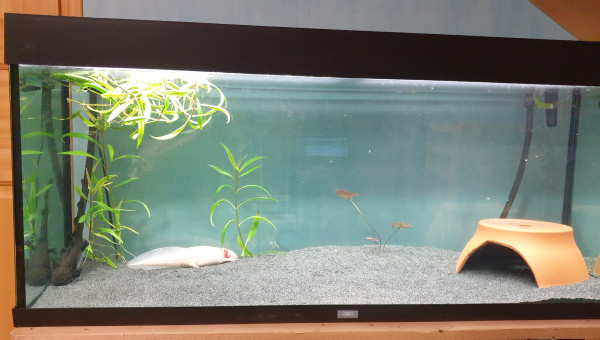 Aquarium 2 axolotls