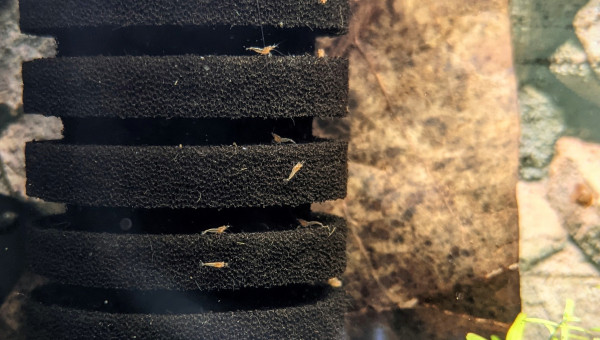 Premières naissances !