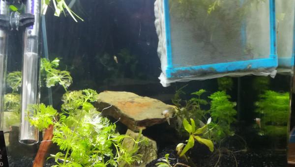 Boutures de cabomba et de je ne sais pas quoi