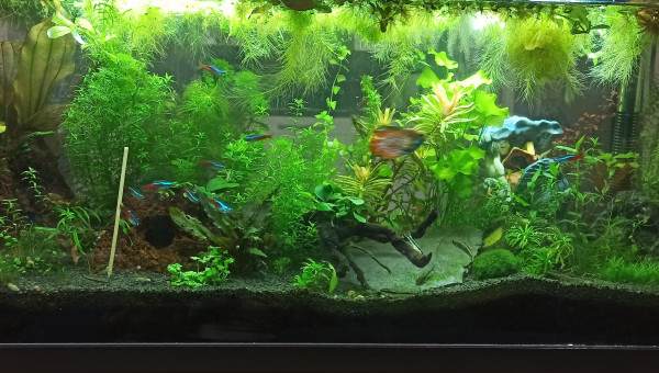 Low-tech 90 l