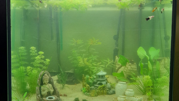 Nouvel aquarium