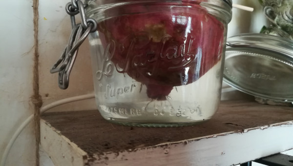 Germination d'une patate douce