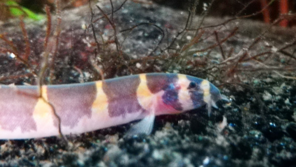 Un kuhli pas trop flou.