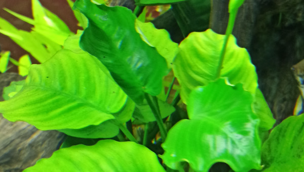 Floraison des Anubias Caladifolia