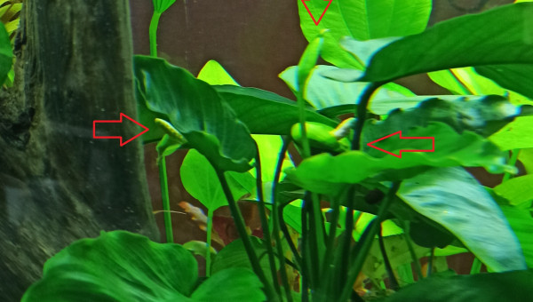 Floraison des Anubias Caladifolia