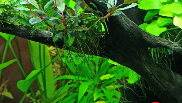 Floraison des Bucephalandras Mini-Red