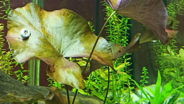 Redémarrage du Lotus Zenkeri