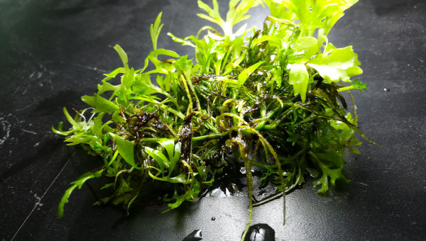 Ceratopteris siliquosa ou cornuta ?