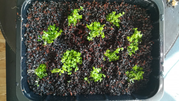 Essais de multiplication d'hemianthus callitrichoides