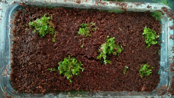 Essais de multiplication d'hemianthus callitrichoides