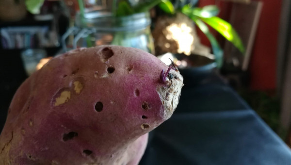 Germination d'une patate douce. Épisode 2